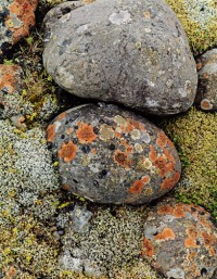 Lichens on River Stone, South Coast, 1972