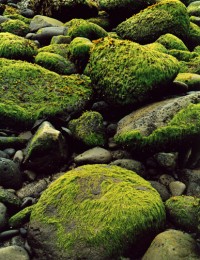 Sea Weed at Low Tide, Hellnar Snaefellsnes, 1972