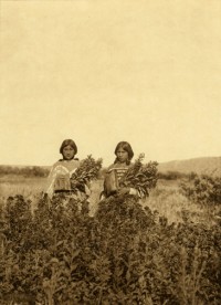 Golden Rod Meadows, Piegan, 1911