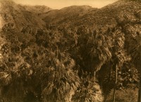 Palm Ganon, 1924