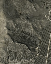 Pattern Orange Orchard From Air, Ranch Near Santa Paula, 1932