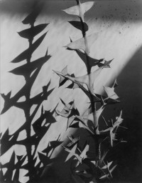 Imogen Cunningham - Colletia Cruciata, 1929