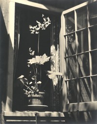 Rex Begonia In Bloom, 1933