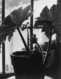 Rex Begonia In Bloom, Circa 1938