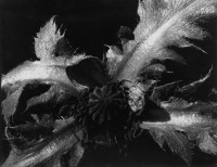 Poppy Leaves and Seedpod, 1938