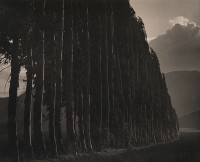Eucalyptus, Carmel, 1939