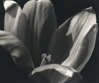 Tulip, 1939