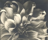 Flower, 1930