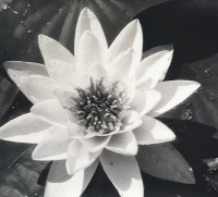 Water Lily, Circa 1938