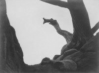 Rocks and Cypress, Point Lobos, 1928