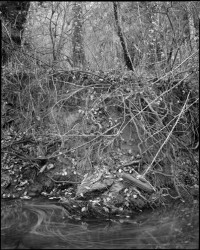 Entangled Bank, 1992