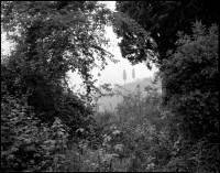 Cypress Trees, 1990