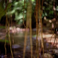 Jungle Roots, 2009