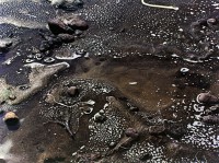 Point Lobos, Carmel, CA 1956