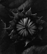Sunflower, Winthrop, Massachusetts, 1965