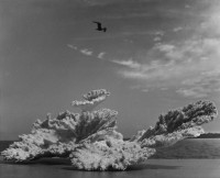 Coral and Pelican, Sanibel Island, Florida, 1943