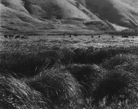 Jenner with Grass, CA, 1972