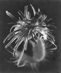 Star Shell, 1943