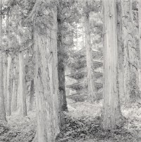 Pagoda, Mount Haguro, Japan 2008