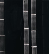 Giant Bamboo, Kyoto, Japan 2001