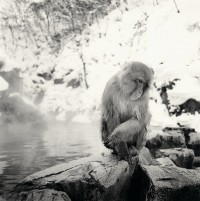 Snow Monkey, Study 2, Jigokudani, Japan 2004