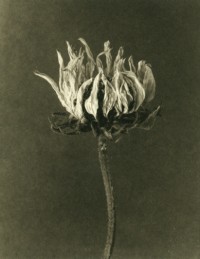 Rondal Partridge - Dried Sunflower, 1995