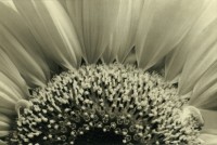 Rondal Partridge - Sunflower Rising, 1995