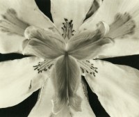 Rondal Partridge - Iris 5, 2000