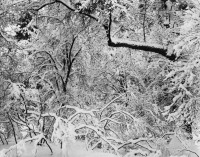 Fresh Snow, Yosemite Valley CA, circa 1947