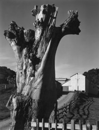 Eucalyptus Stump and Barn Olema, California, circa 1934