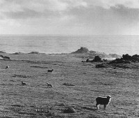 Sheep Grazing at Timber Cove, 1959