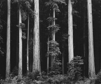 Ansel Adams – Northern California Coast Redwoods, 1960