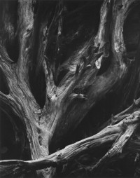 Ansel Adams – Sequoia Roots, Mariposa Grove, Yosemite National Park, CA, 1963