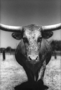 Burt Pritzker - Steer #1, Art, Texas (2000)