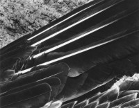 Edward Weston – Wings of Pelican, 1931