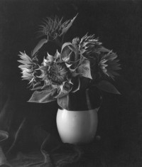 Paul Caponigro – Sunflower, 1969