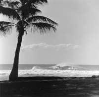 Palm Tree Surfers on Sunset Beach, 1962