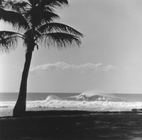 Ron Church – Palm Tree, Surfers on Wave, Sunset Beach, Hawaii, circa 1962