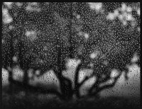 Ruth Bernhard, Apple Tree, 1970