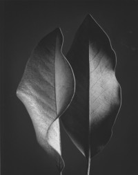 Ruth Bernhard – Two Leaves