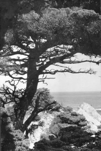 Viola Hawke – Cedar Tree by Coast