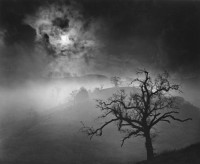 Wynn Bullock – Stark Tree, 1956