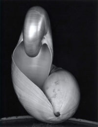 Edward Weston, Two Shells. 1927