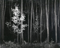 Ansel Adams, Aspens, Northern New Mexico (Horizontal), 1958