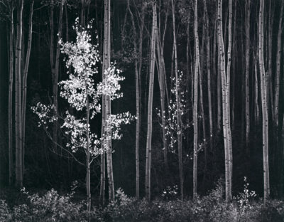 Ansel Adams, Aspens, Northern New Mexico