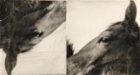 Doug and Mike Starn, Horses (ICA), 1985