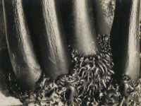 Sonya Noskowiak, Untitled, Kelp, 1931