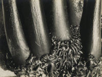 Sonya Noskowiak, Untitled, Kelp, 1931