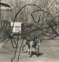 WWilliam Wegman, Dog Drawn on Dog, 1983