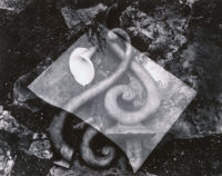 Edward Weston, Rubbish Pile and Lily, 1939